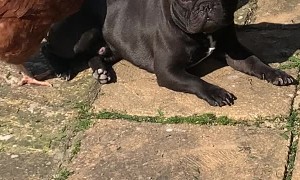 Chickens Massaging French Bulldog