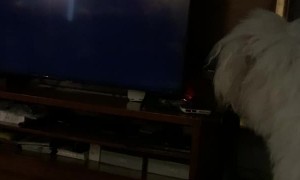Dog Doesn't Like Moving TV Logo