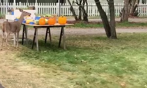 Deer Does Dine and Dash at Fruit Stand