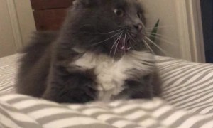Kitty Pulls Funny Face as It Plays