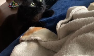 Seemingly Vicious Kitty Ambush Turns Heartfelt Between Buds