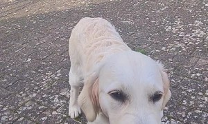 Peanut Butter Makes Puppy a Rockstar