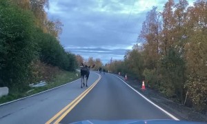Moose Make for a Slow Moving Morning Commute