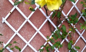 Angry Bumblebee Defends its Pollen