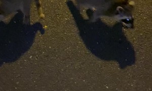 Lots of Raccoons Enjoying Human Treats