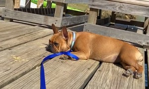 French Bulldog Receives Butterfly Kisses