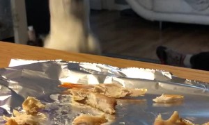 Doggy Smells Delicious Chicken