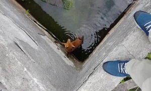 Rescuing a Fox from Deep Vat of Water