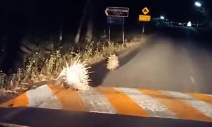 Wandering Porcupines Slow Nightly Traffic