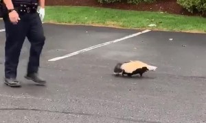 Police officer frees skunk with container stuck on head