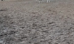 Horses Keep Dog on the Move