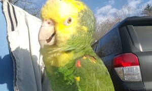 Chick E Poo Loves to Sing Opera