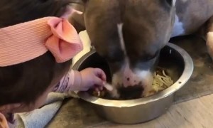 Sweet pit bull doesn't mind that baby sticks her hands in his food bowl