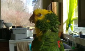 Talented bird sings opera music like a pro