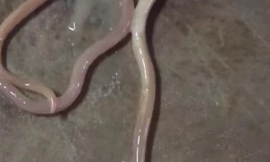 Giant Worm Pulled From Pig Intestine