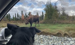 Big Bull Moose Strolls Through Anchorage Roundabout