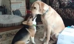 Harper is Disapproving of Lab Friends Height