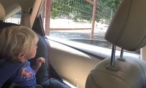 Grateful Toddler is Thankful for Feeding Large Brahman