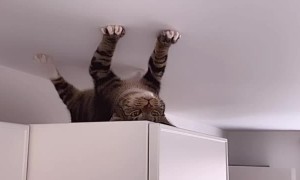 Cat Thinks its a Spider