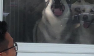 Derpy Husky Pushing Face Against Screen Door