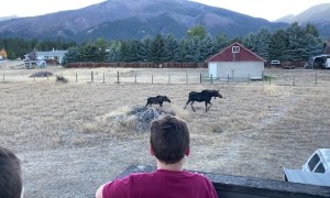 Kids Enjoy Close Encounter With a Moose