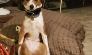 Doggy Steals the Limelight