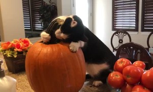 Cat Loves Cuddling with Pumpkin