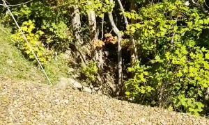 When the Bear Statue Turns out to be Real