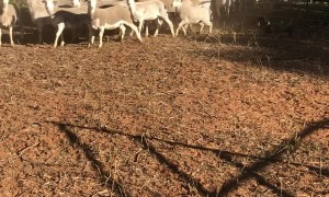 Mini Dachshund Rounds up Mob of Sheep