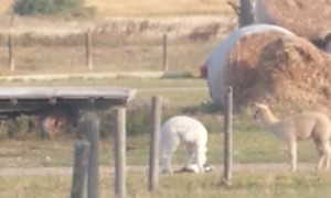 Alpaca Plays With Feline Best Friend