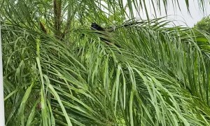 Three Monkeys Visit Porch During Hurricane