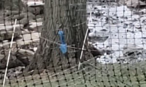 Strange Sight as Blue Squirrel Plays in Backyard