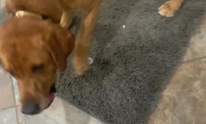 Clever Doggy Recycles Water Bottle