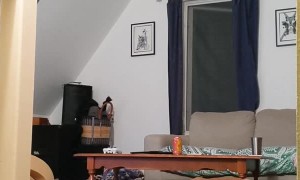 Bat Scares Homeowner While Dog is Oblivious