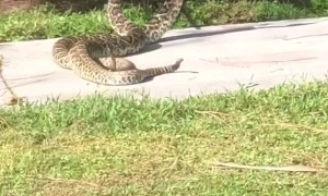 Rattlesnakes on the Sidewalk