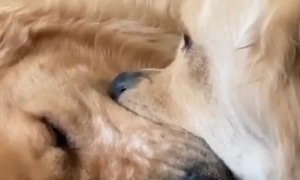 Retriever Siblings Reach Stalemate over Ball