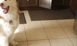 Smart Husky Learns How to Close Kitchen Cabinets