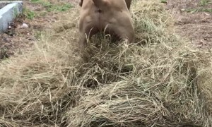 Velvet Mastiff Loves Playing in Hay
