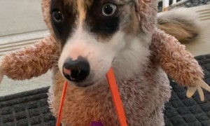 Dressed up Dog Gets Halloween Treat