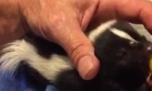 Baby Skunks Bottle Fed After Being Rescued