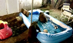 Bear Family Has Late Night Pool Playtime