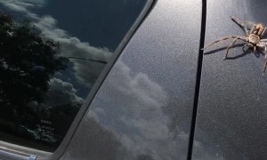 Unlikely Hero Swoops in to Save Woman From Giant Spider