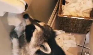 Rosy the Toilet Paper Crackcoon