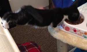 Kitten Stretches for a Snack