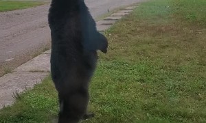 Bear Stands Right Outside the Door