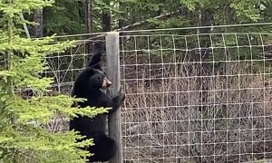 Young Black Bear Finds It's Way Over Fence