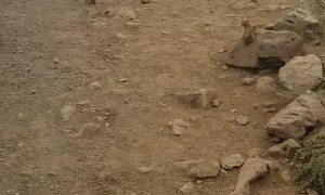 Chipmunks Join in for Lunch at Roadside Stop