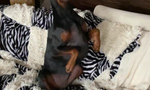 Doberman Strangely Sits on Couch