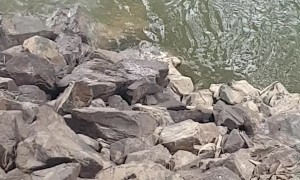 Determined Koala Bear Crosses River