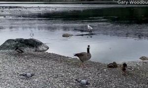 Lazy Bird Doesn't Need to Fly